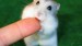 green-animals-little-licking-tongue-hamster-2263135